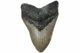Fossil Megalodon Tooth - North Carolina #221841-1